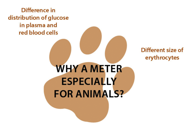 A blood glucose meter for humans is calibrated for human blood parameters and evaluates the human blood glucose. The result differs from the one you get for cats and dogs. You need a special calibrated blood glucose meter for animals to get a reliable blood glucose value for your pet.